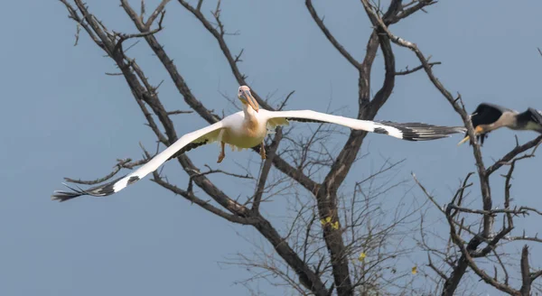 Grande Pellicano Bianco Pelecanus Onocrotalus Uccello Pellicano Rosato Nella Foresta — Foto Stock