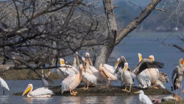 Büyük beyaz pelikan (Pelecanus onocrotalus) veya ormandaki pembe pelikan kuşları. Hindistan 'a kış mevsiminde pelikan göçü.