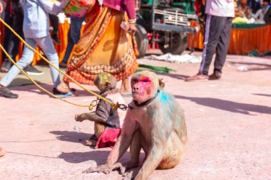 Barsana, Uttar Pradesh, Hindistan - Mart 2022: Holi festivalinin rengarenk kuru renkleriyle tadını çıkaran tanımlanamayan insanlar
