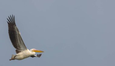 Büyük beyaz pelikanlar (Pelecanus onocrotalus) veya ormandaki pembe pelikan kuşları. Kış mevsiminde Hindistan 'a pelikan göçü.