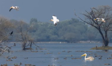 Büyük beyaz pelikanlar (Pelecanus onocrotalus) veya ormandaki pembe pelikan kuşları. Kış mevsiminde Hindistan 'a pelikan göçü.