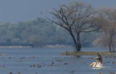 Büyük beyaz pelikanlar (Pelecanus onocrotalus) veya ormandaki pembe pelikan kuşları. Kış mevsiminde Hindistan 'a pelikan göçü.