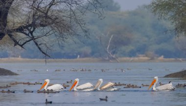 Büyük beyaz pelikanlar (Pelecanus onocrotalus) veya ormandaki pembe pelikan kuşları. Kış mevsiminde Hindistan 'a pelikan göçü.
