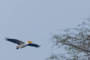Büyük beyaz pelikanlar (Pelecanus onocrotalus) veya ormandaki pembe pelikan kuşları. Kış mevsiminde Hindistan 'a pelikan göçü.