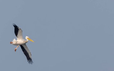 Büyük beyaz pelikanlar (Pelecanus onocrotalus) veya ormandaki pembe pelikan kuşları. Kış mevsiminde Hindistan 'a pelikan göçü.