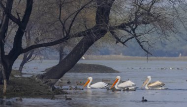 Büyük beyaz pelikanlar (Pelecanus onocrotalus) veya ormandaki pembe pelikan kuşları. Kış mevsiminde Hindistan 'a pelikan göçü.