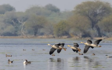 Greylag kaz ördekleri (Anser anser) su üzerinde uçuyor. 
