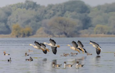 Greylag kaz ördekleri (Anser anser) su üzerinde uçuyor. 