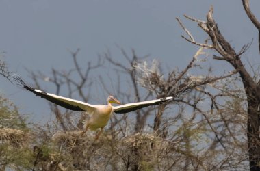 Büyük beyaz pelikan (Pelecanus onocrotalus) veya ormandaki pembe pelikan kuşu. Hindistan 'a kış mevsiminde pelikan göçü.