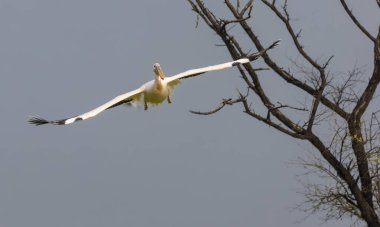 Büyük beyaz pelikan (Pelecanus onocrotalus) veya ormandaki pembe pelikan kuşu. Hindistan 'a kış mevsiminde pelikan göçü.