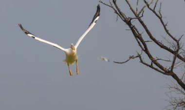 Büyük beyaz pelikan (Pelecanus onocrotalus) veya ormandaki pembe pelikan kuşu. Hindistan 'a kış mevsiminde pelikan göçü.
