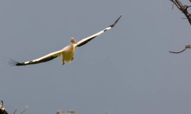 Büyük beyaz pelikan (Pelecanus onocrotalus) veya ormandaki pembe pelikan kuşu. Hindistan 'a kış mevsiminde pelikan göçü.