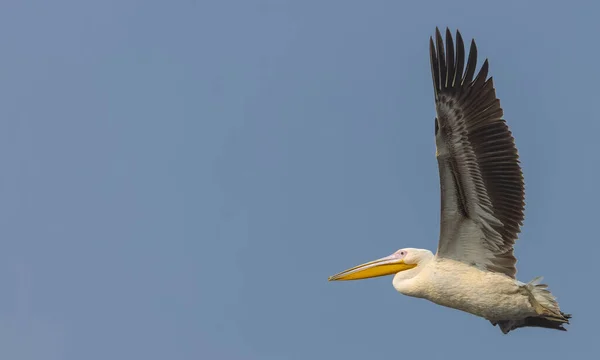 Nagy Fehér Pelikánok Pelecanus Onocrotalus Vagy Rózsás Pelikánmadarak Erdőben Pelikán — Stock Fotó