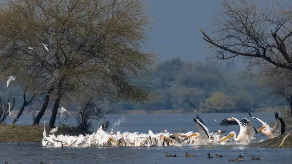 Büyük beyaz pelikanlar (Pelecanus onocrotalus) veya ormandaki pembe pelikan kuşları. Kış mevsiminde Hindistan 'a pelikan göçü.