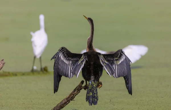 Восточная Тёмная Индийская Змея Anhinga Melanogaster — стоковое фото