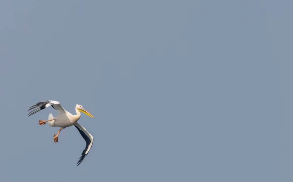 Великі Білі Пелікани Pelecanus Onocrotalus Або Рожеві Пеліканські Птахи Лісі — стокове фото