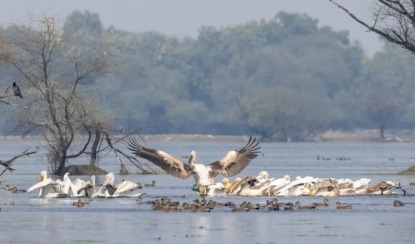 Büyük beyaz pelikanlar (Pelecanus onocrotalus) veya ormandaki pembe pelikan kuşları. Kış mevsiminde Hindistan 'a pelikan göçü.