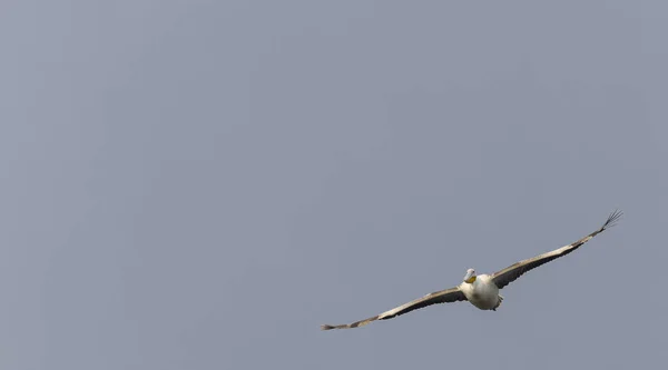 Grandes Pelícanos Blancos Pelecanus Onocrotalus Aves Pelícanas Rosadas Bosque Migración —  Fotos de Stock