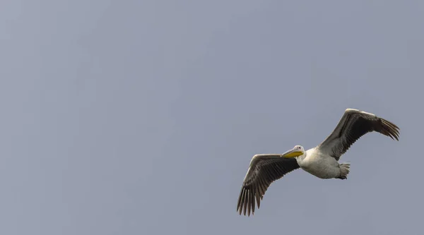 大的白色鹈鹕 Pelecanus Onocrotalus 或森林中的玫瑰色鹈鹕 冬季美洲鹈鹕在印度的迁徙 — 图库照片