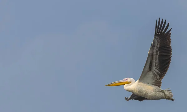 Nagy Fehér Pelikánok Pelecanus Onocrotalus Vagy Rózsás Pelikánmadarak Erdőben Pelikán — Stock Fotó