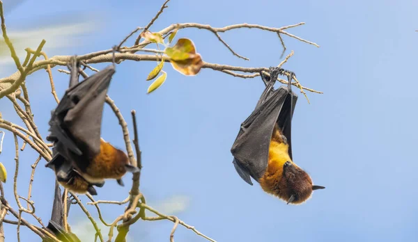 Vleermuizen Hangend Aan Een Tak Van Een Boom — Stockfoto
