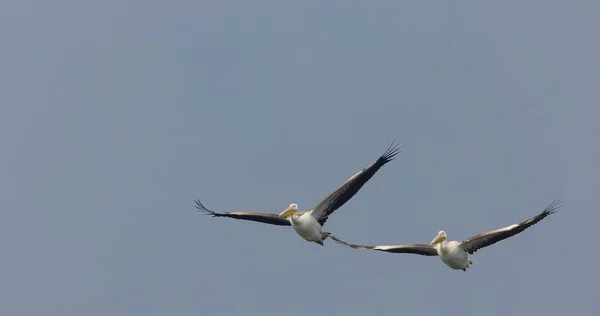 Grote Witte Pelikanen Pelecanus Onocrotalus Rooskleurige Pelikaanvogels Het Bos Pelican — Stockfoto