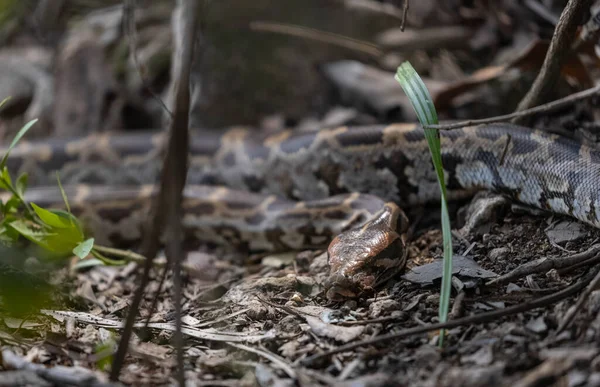 Ormandaki bir yılanın yakın plan fotoğrafı.