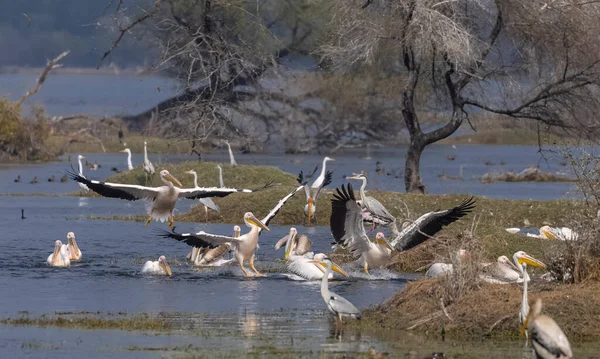 Büyük beyaz pelikanlar (Pelecanus onocrotalus) veya ormandaki pembe pelikan kuşları. Kış mevsiminde Hindistan 'a pelikan göçü.