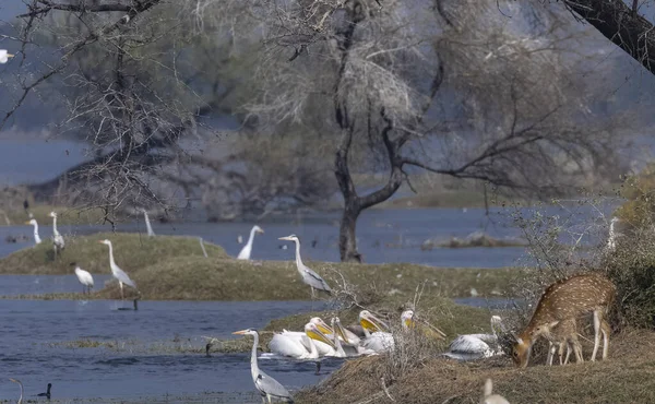 Büyük beyaz pelikanlar (Pelecanus onocrotalus) veya ormandaki pembe pelikan kuşları. Kış mevsiminde Hindistan 'a pelikan göçü.