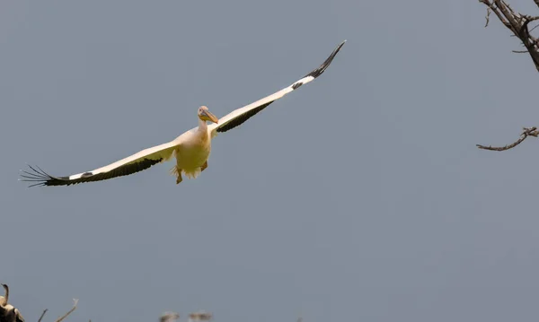 Nagy Fehér Pelikán Pelecanus Onocrotalus Vagy Rózsás Pelikán Madár Erdőben — Stock Fotó