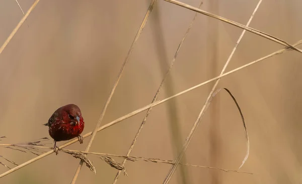 Roter Avadavat Thront Auf Buschwerk — Stockfoto