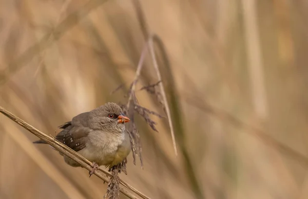 Female Red Avadavat Perching Grass — стокове фото