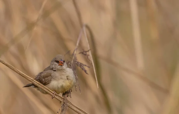 Female Red Avadavat Perching Grass — Stock fotografie