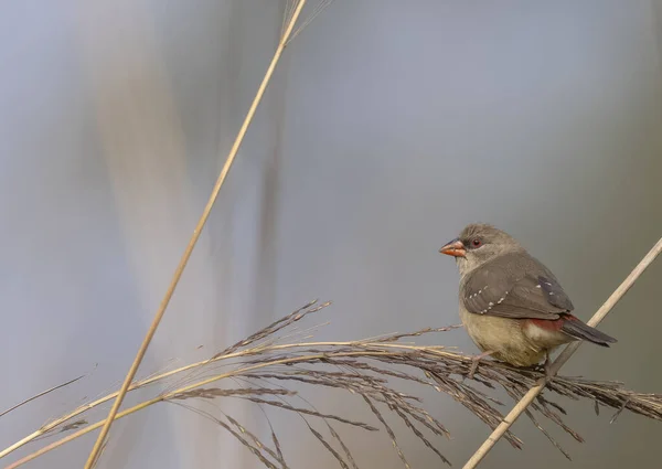 Female Red Avadavat Perching Grass — стокове фото