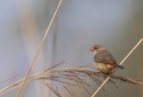 Femme Avadavat Rouge Perché Sur Herbe — Photo