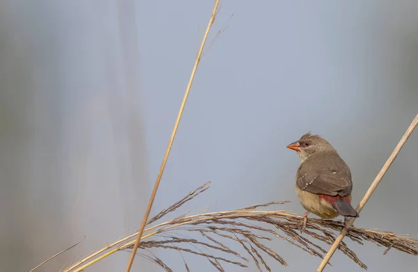 Femme Avadavat Rouge Perché Sur Herbe — Photo