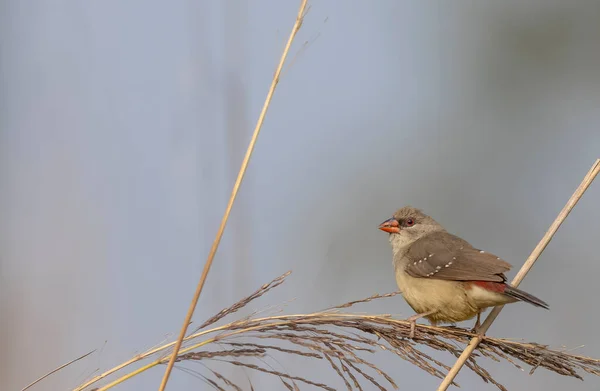 Female Red Avadavat Perching Grass — стокове фото