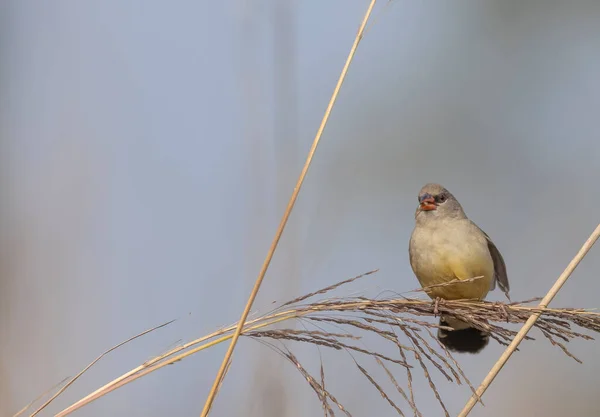 Female Red Avadavat Perching Grass — Stok fotoğraf