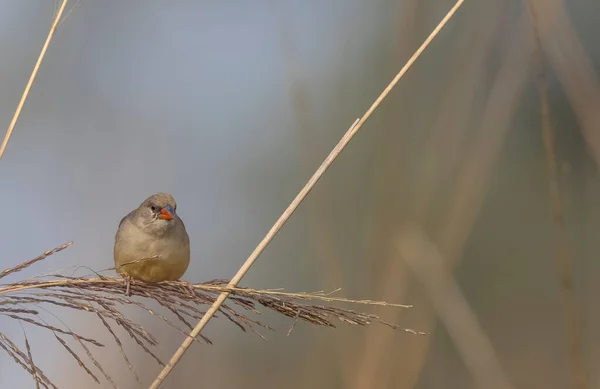 Female Red Avadavat Perching Grass — Stock fotografie