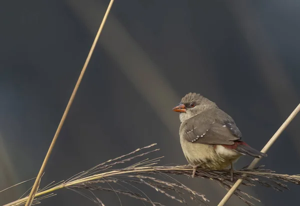 Female Red Avadavat Perching Grass — Stock fotografie