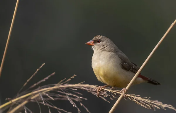 Female Red Avadavat Perching Grass — Stockfoto