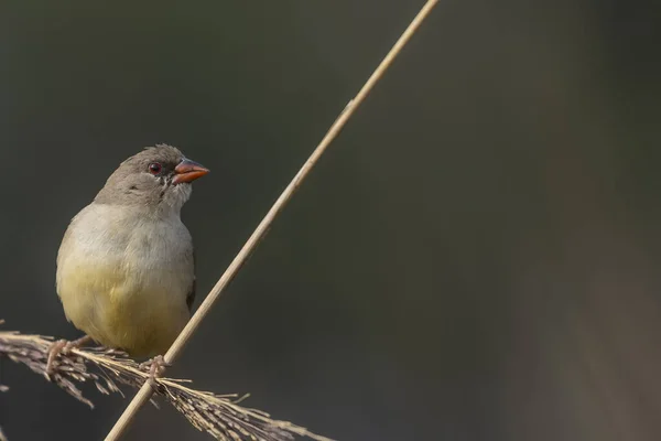 Female Red Avadavat Perching Grass — Photo