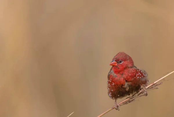 Red Avadavat Perched Bush Branch — Stockfoto