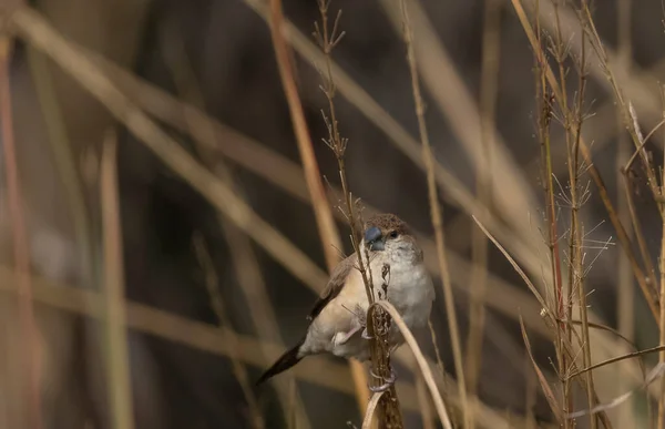 Pullu Göğüs Avadavat Kuşu Çimlerin Üzerinde — Stok fotoğraf