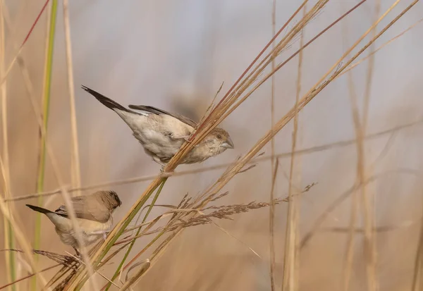 Scaly Breasted Avadavat Birds Grass — Stockfoto