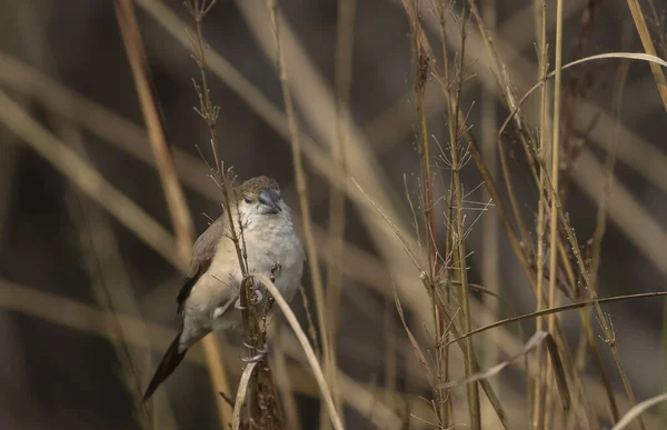 Scaly Breasted Avadavat Bird Grass — Stok Foto