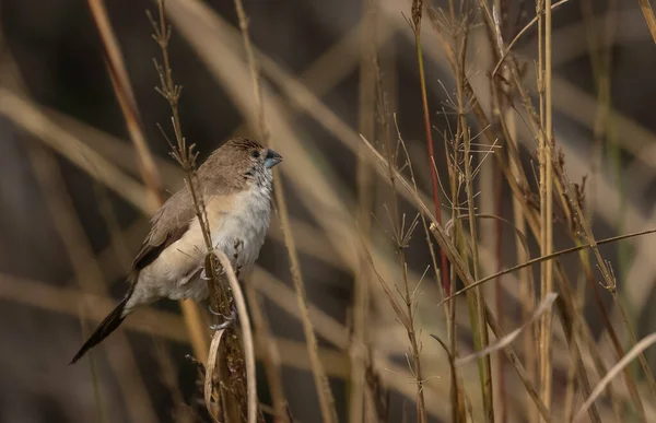 Pullu Göğüs Avadavat Kuşu Çimlerin Üzerinde — Stok fotoğraf