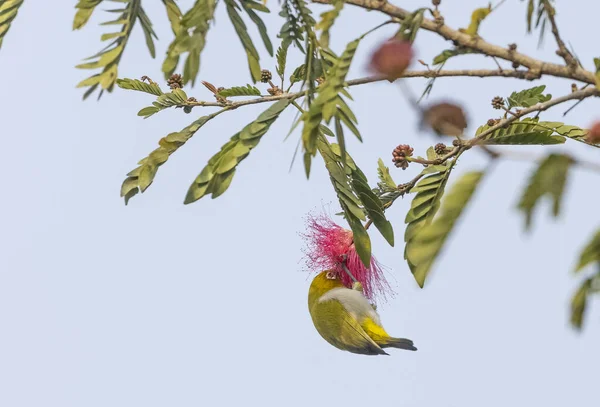 Tauhou Bird Sitting Blooming Tree Branch — Stockfoto
