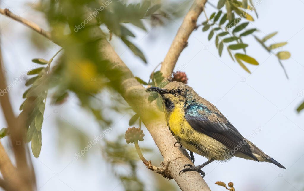 Olive-backed sunbird - Cinnyris jugularis, also known as the yellow-bellied sunbird