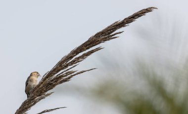 Pullu Göğüs Avadavat kuşu çimlerin üzerinde
